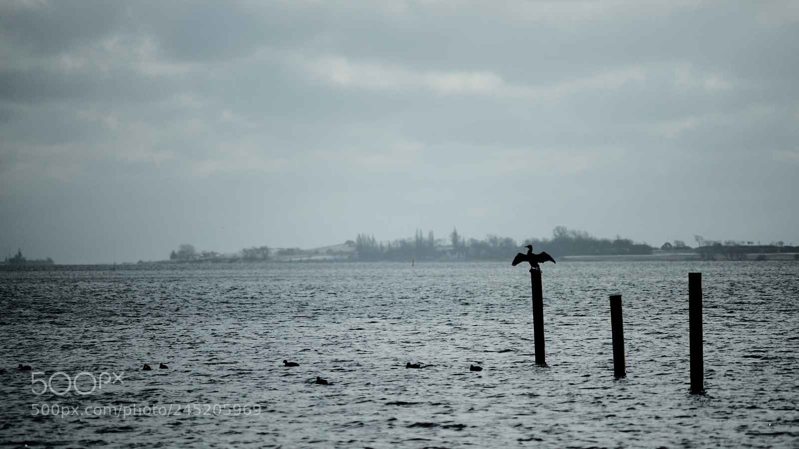 Sony Alpha DSLR-A900 sample photo. Before bird photography