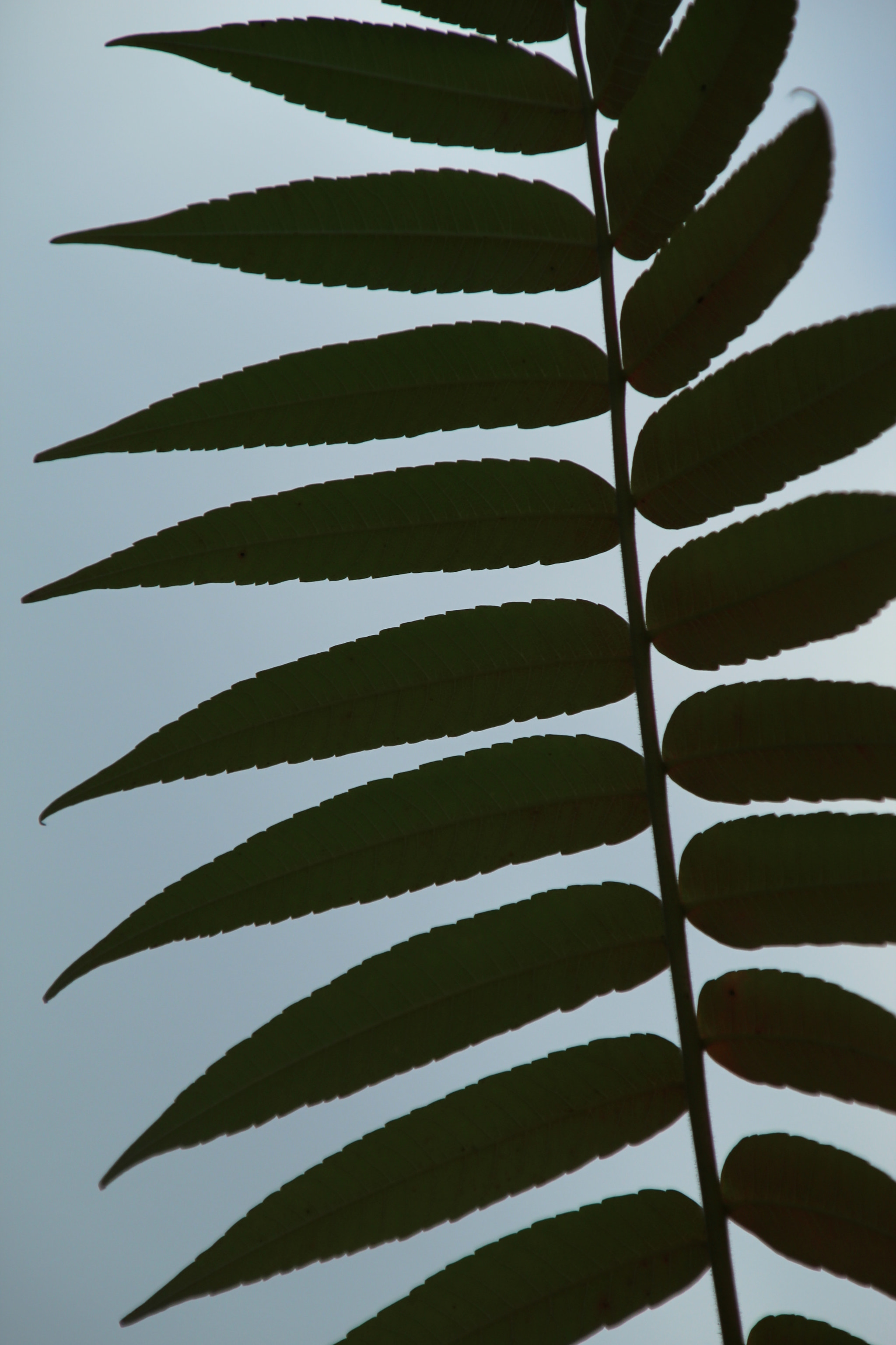 Canon TS-E 90mm F2.8 Tilt-Shift sample photo. Structure of nature photography