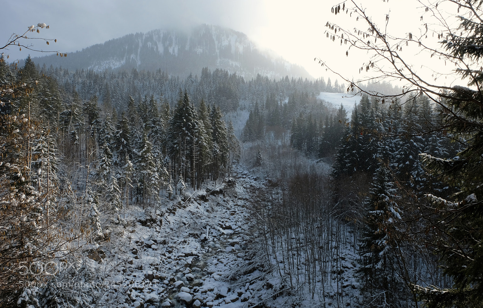 Fujifilm X-T2 sample photo. Winter forest photography