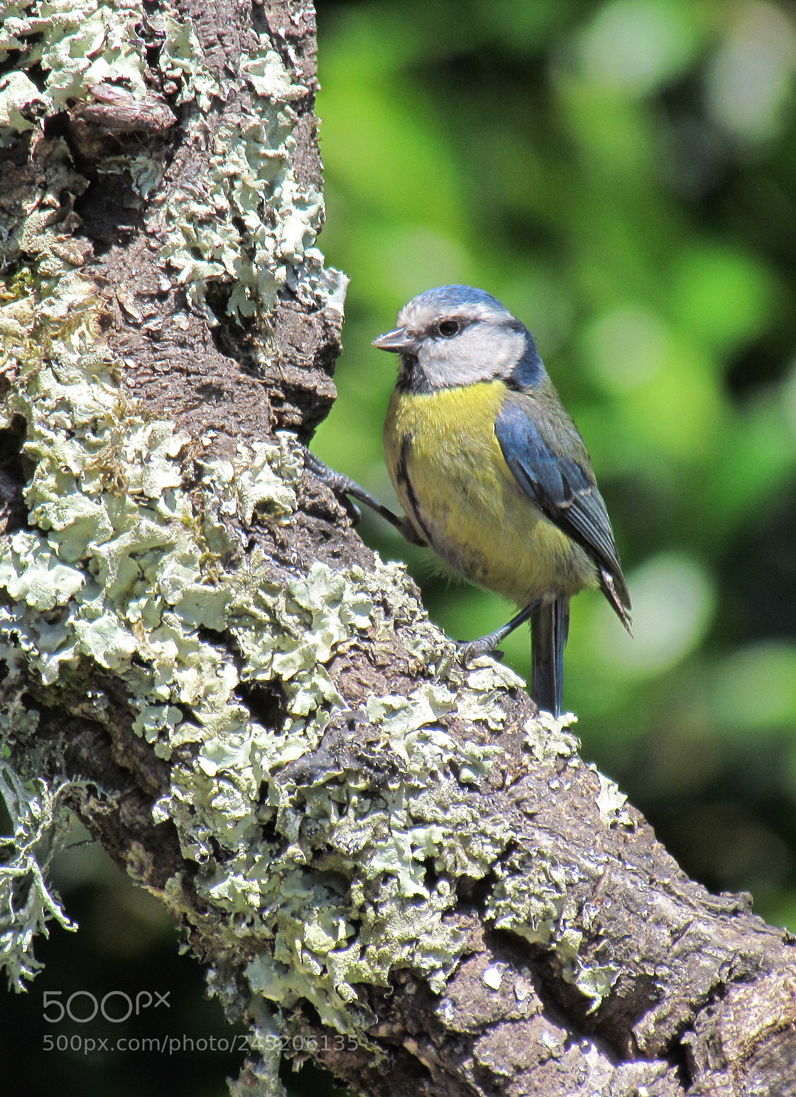 Canon PowerShot SX30 IS sample photo. Cyanistes caeruleus photography