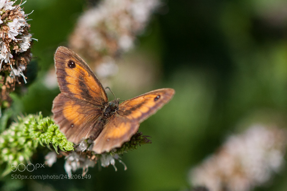 Canon EOS 40D sample photo. Butterfly photography