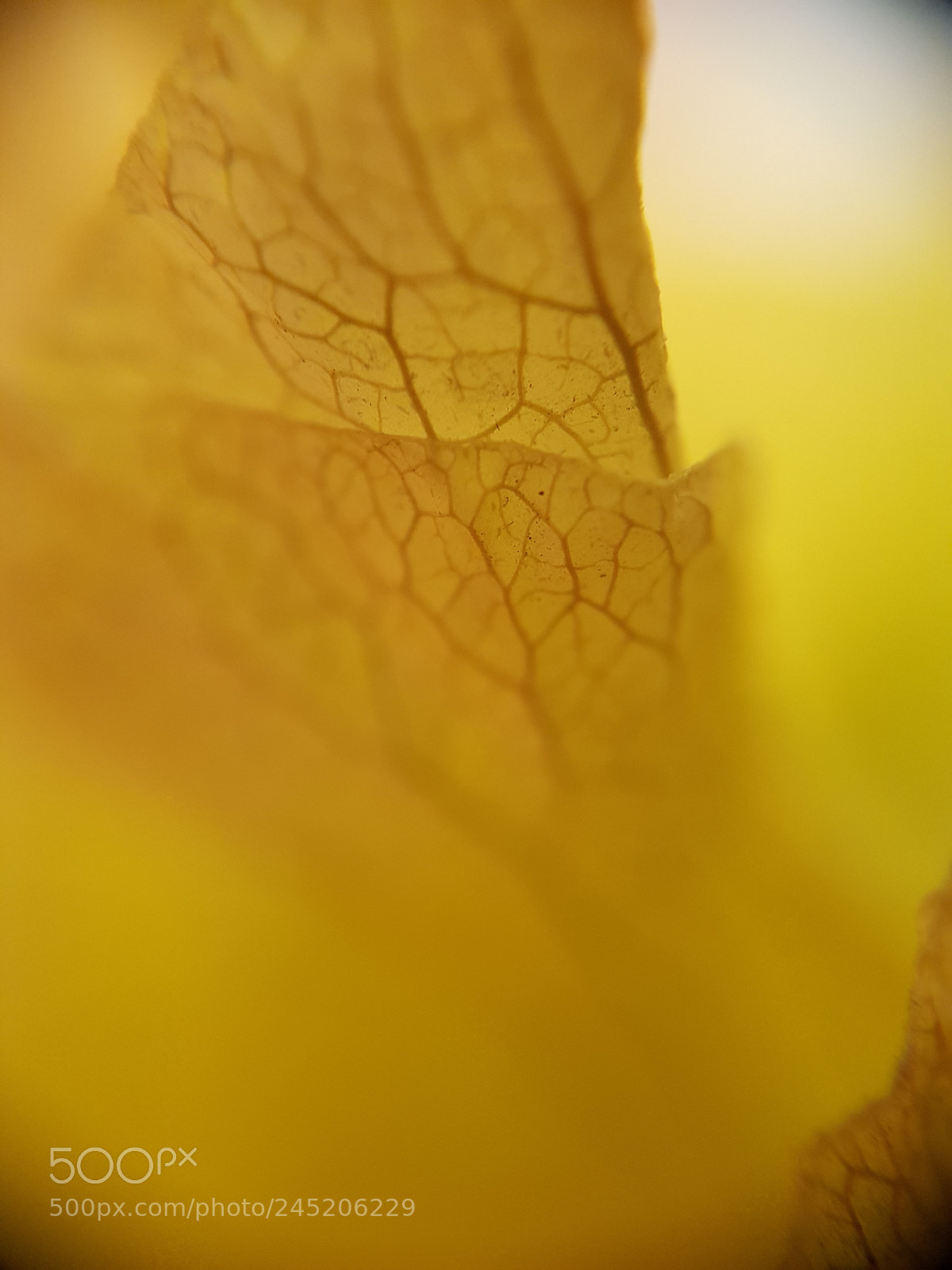 Samsung Galaxy S8+ sample photo. Yellow eruption photography