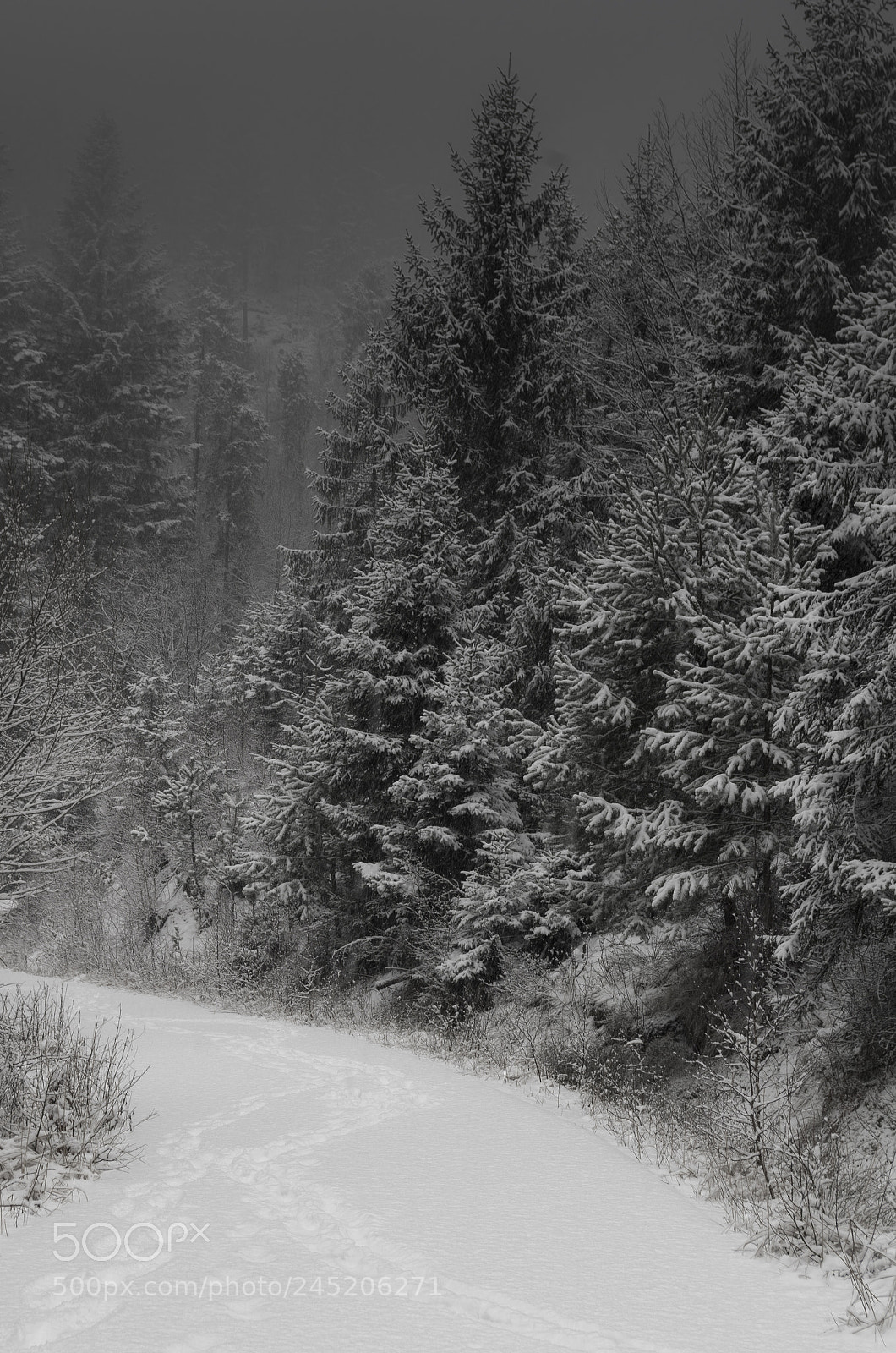 Pentax K-30 sample photo. Winter forest photography