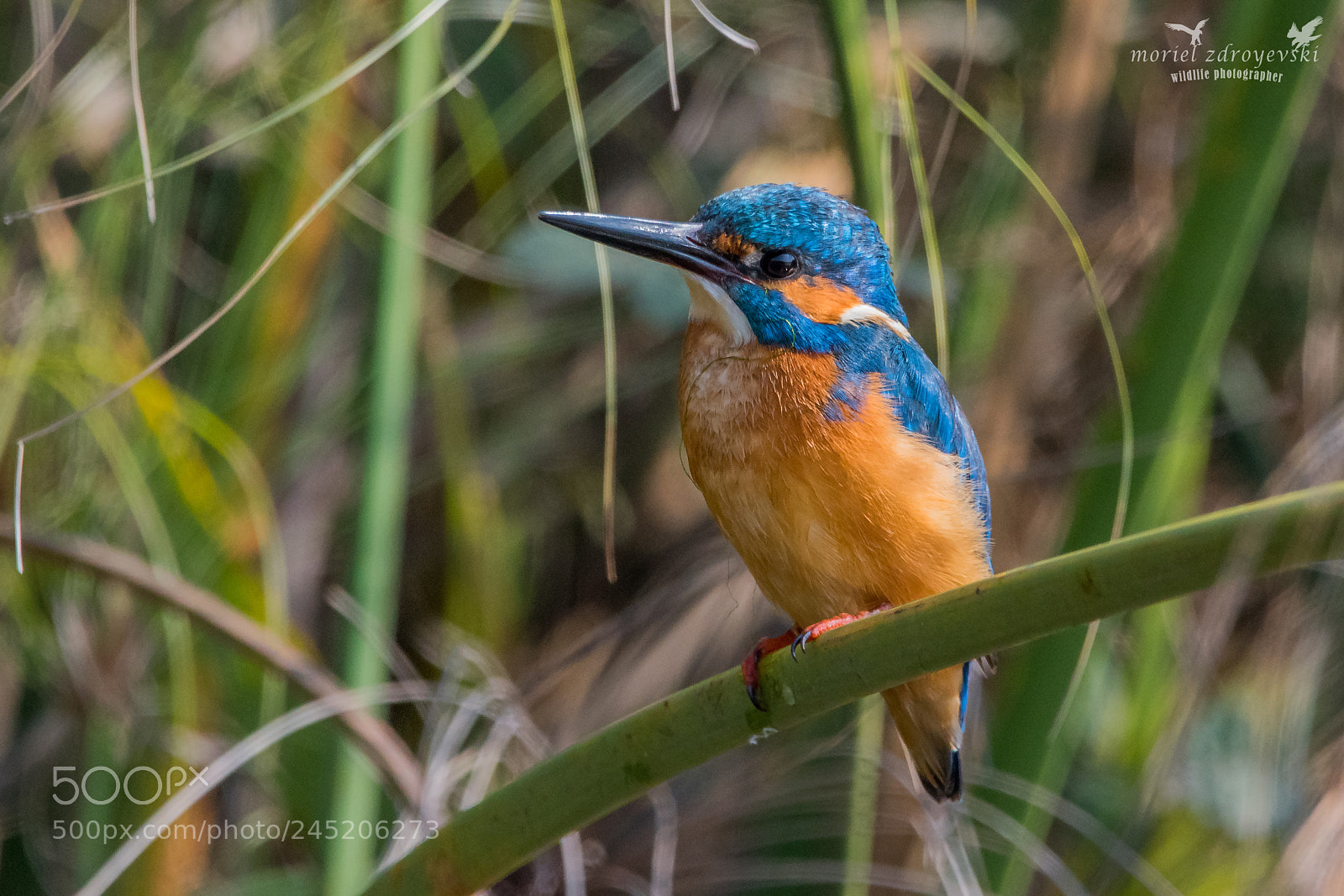 Nikon D5500 sample photo. Common kingfisher photography