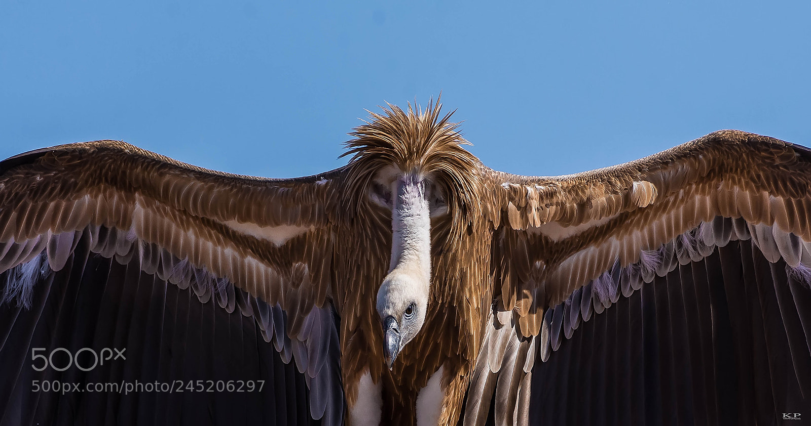 Nikon D7200 sample photo. Griffon vulture photography