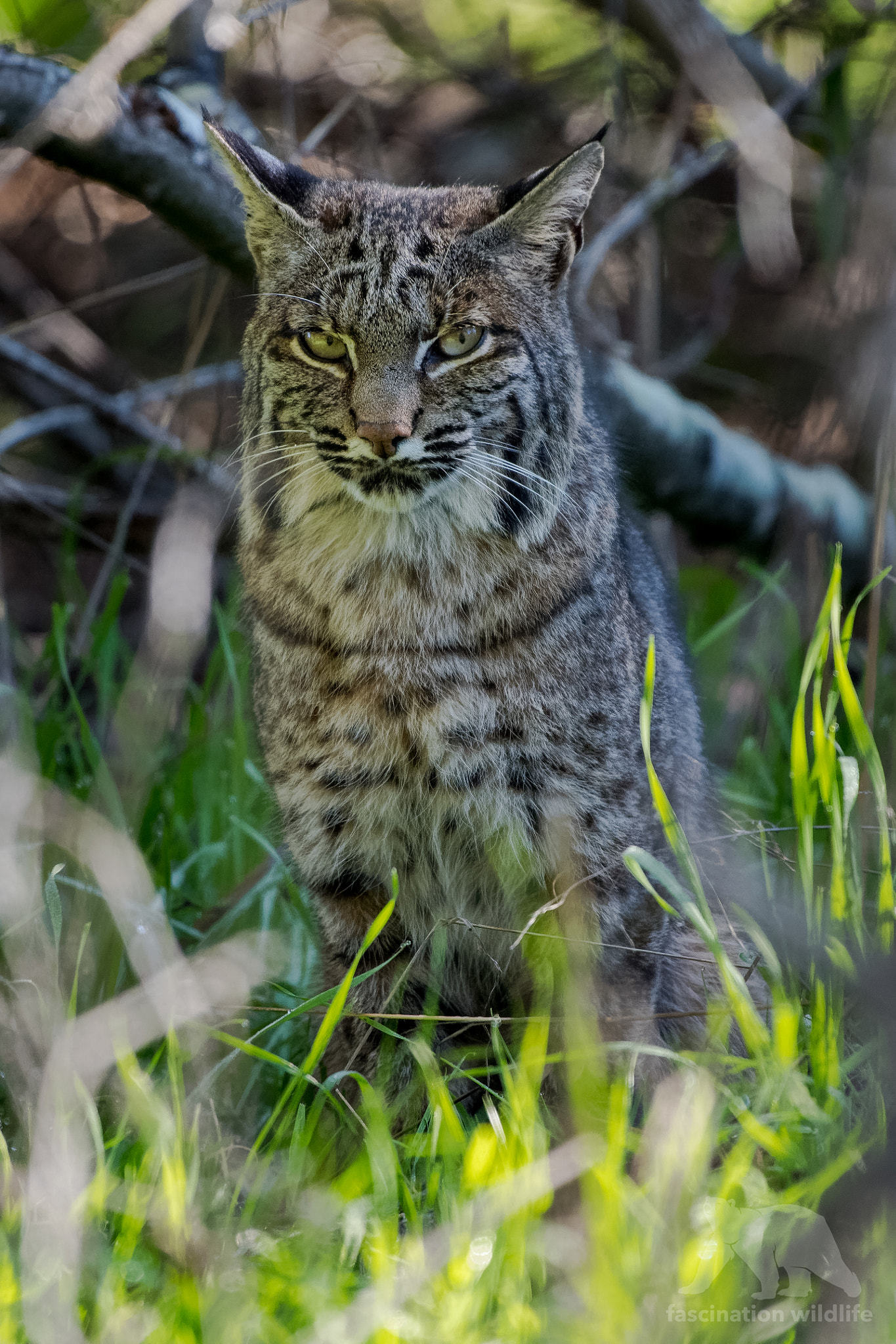 Sigma 150-600mm F5-6.3 DG OS HSM | S sample photo. Bobcat photography
