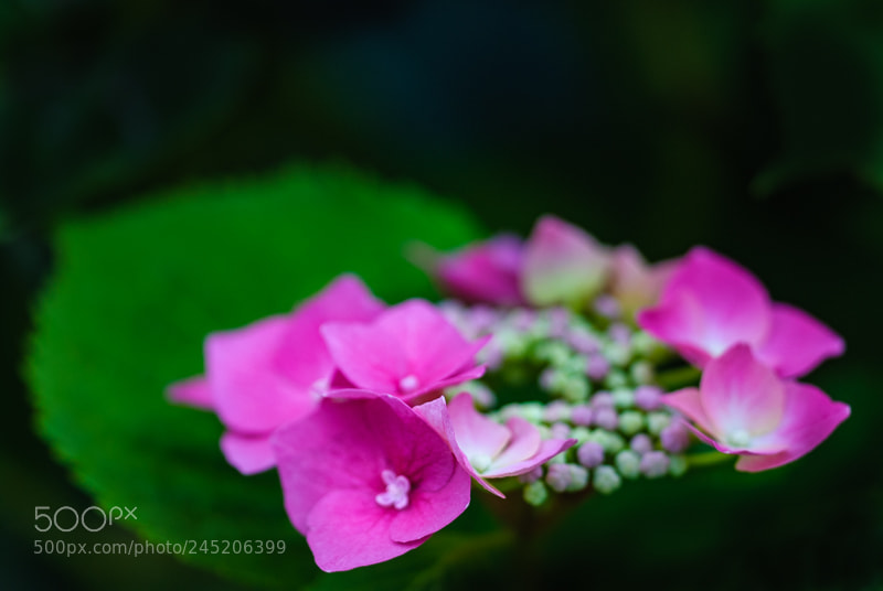 Nikon D200 sample photo. Radiant 2 photography