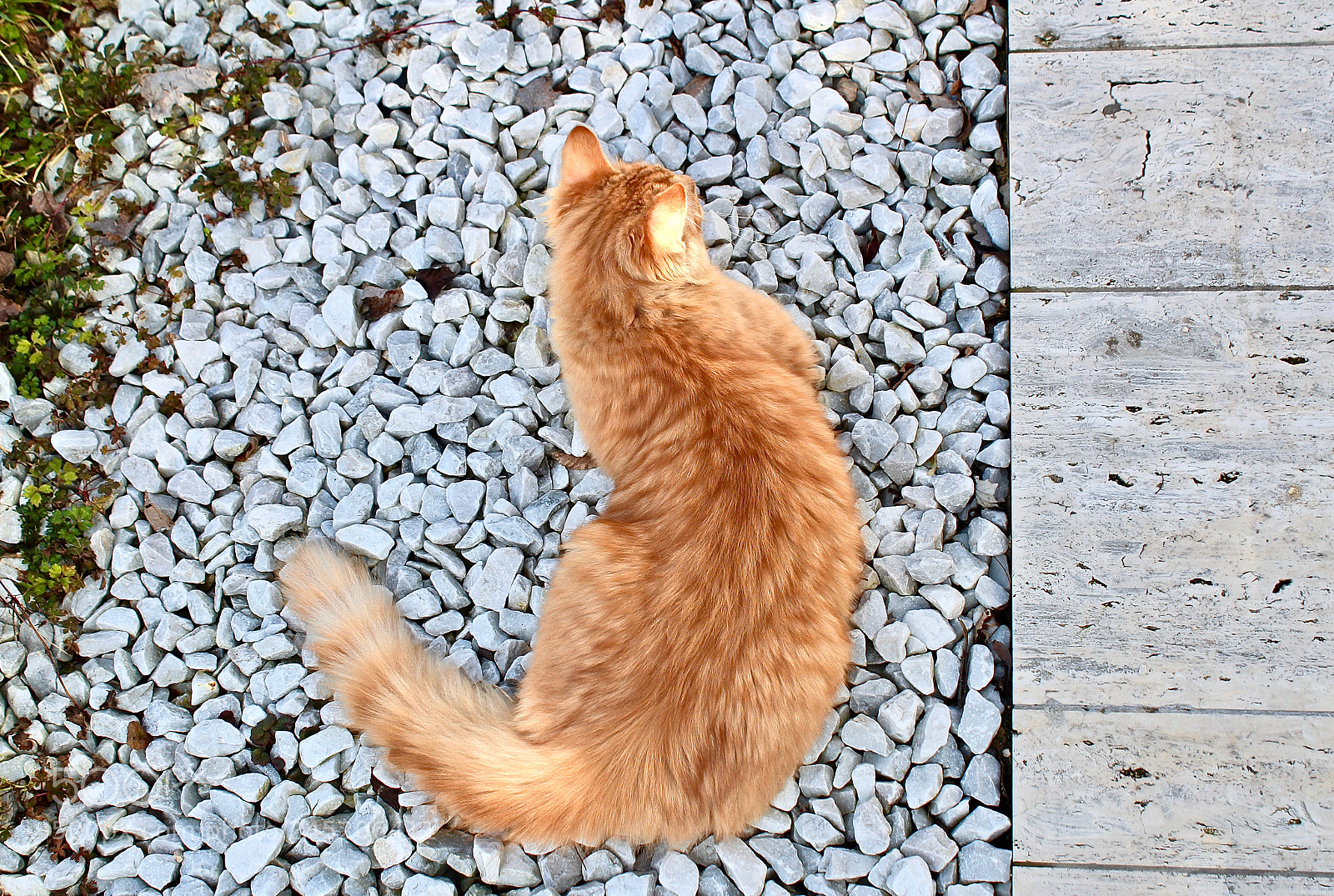 Canon EOS 1300D (EOS Rebel T6 / EOS Kiss X80) sample photo. Mac the cat photography