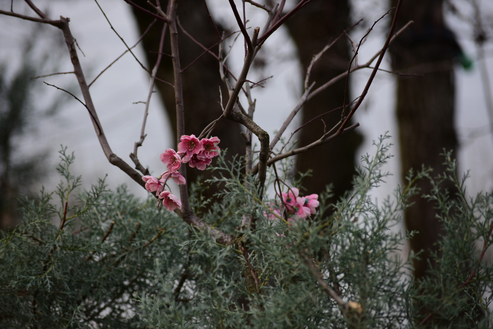 Nikon D7200 sample photo. Çiçekler / flowers photography