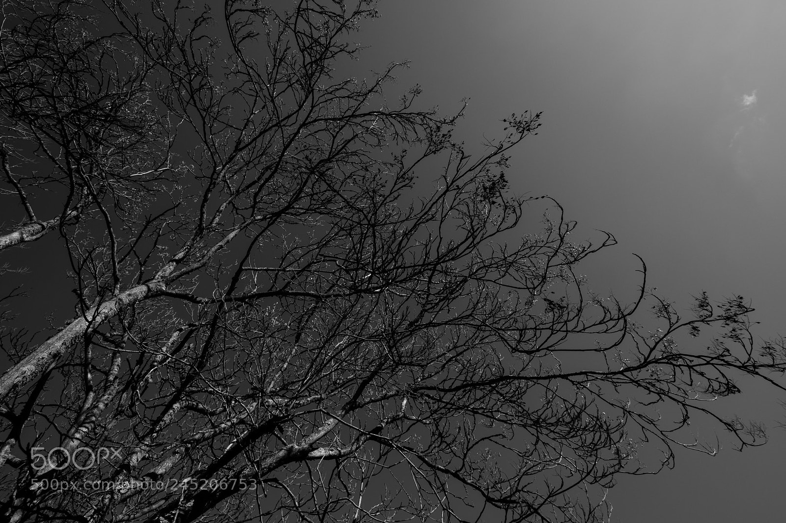 Nikon D850 sample photo. Tendu vers le ciel photography