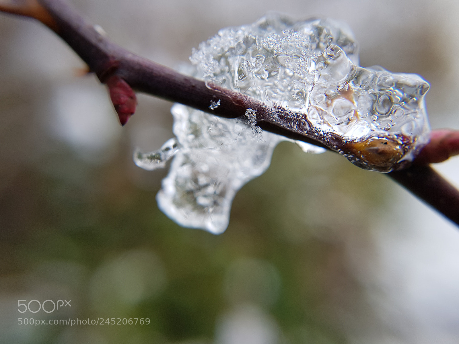 Samsung Galaxy S8+ sample photo. Frozen branch i photography