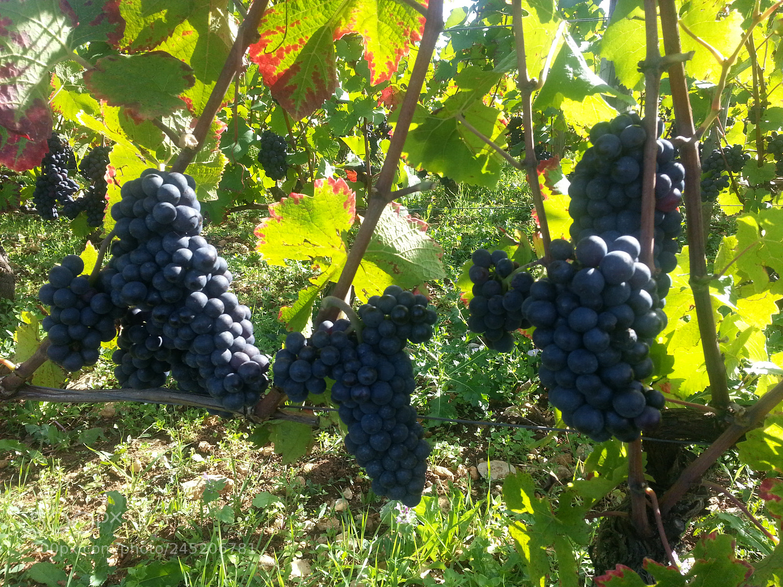 Samsung Galaxy S3 sample photo. Wine photography