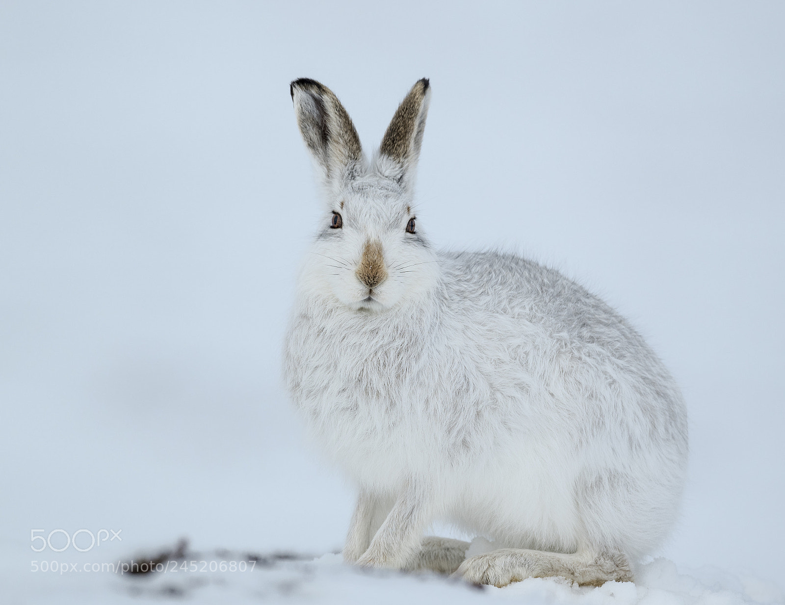 Nikon D850 sample photo. Mountain hare scotland photography