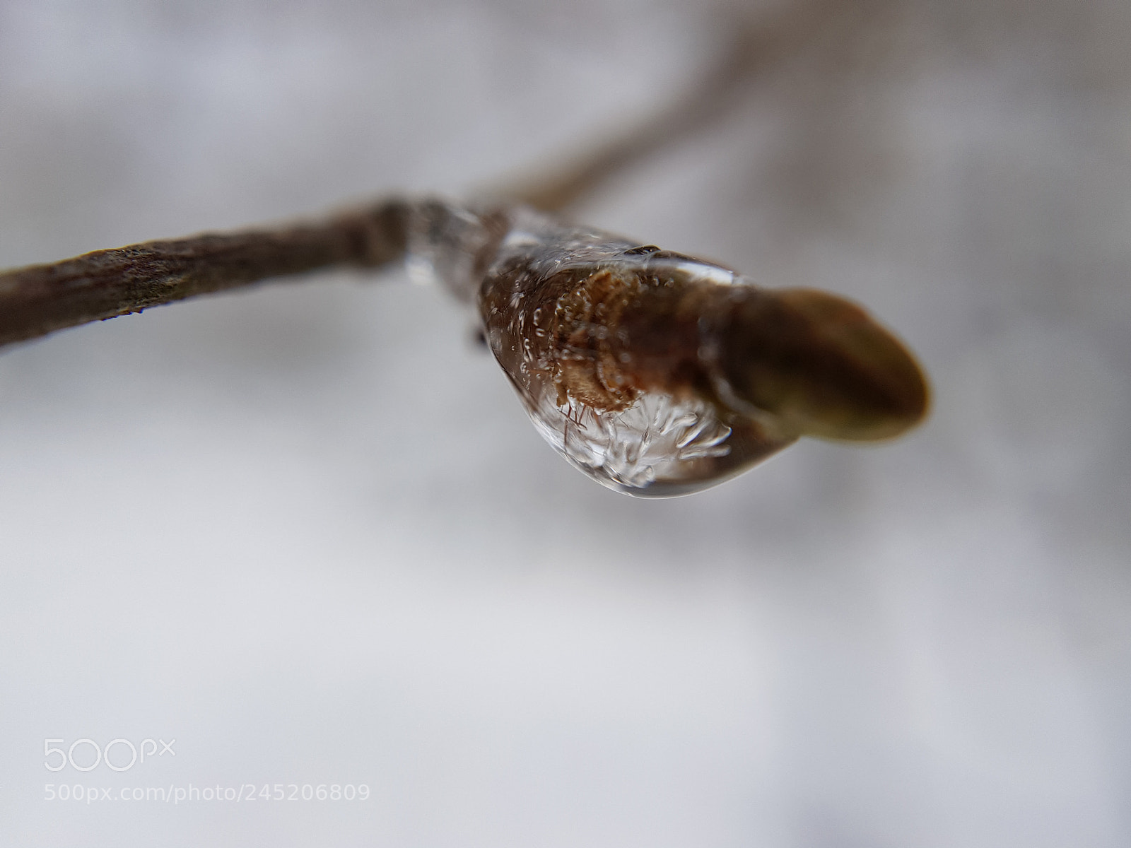 Samsung Galaxy S8+ sample photo. Frozen branch ii photography