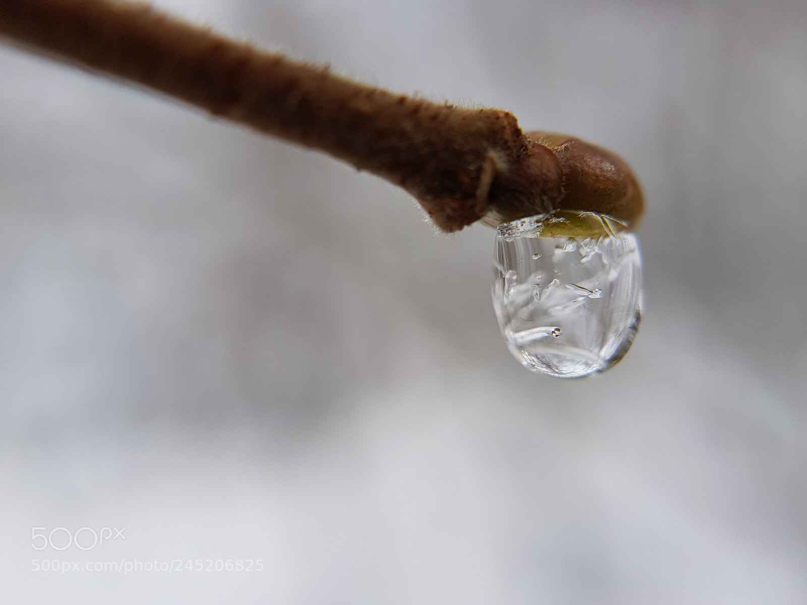 Samsung Galaxy S8+ sample photo. Icedrop branch photography