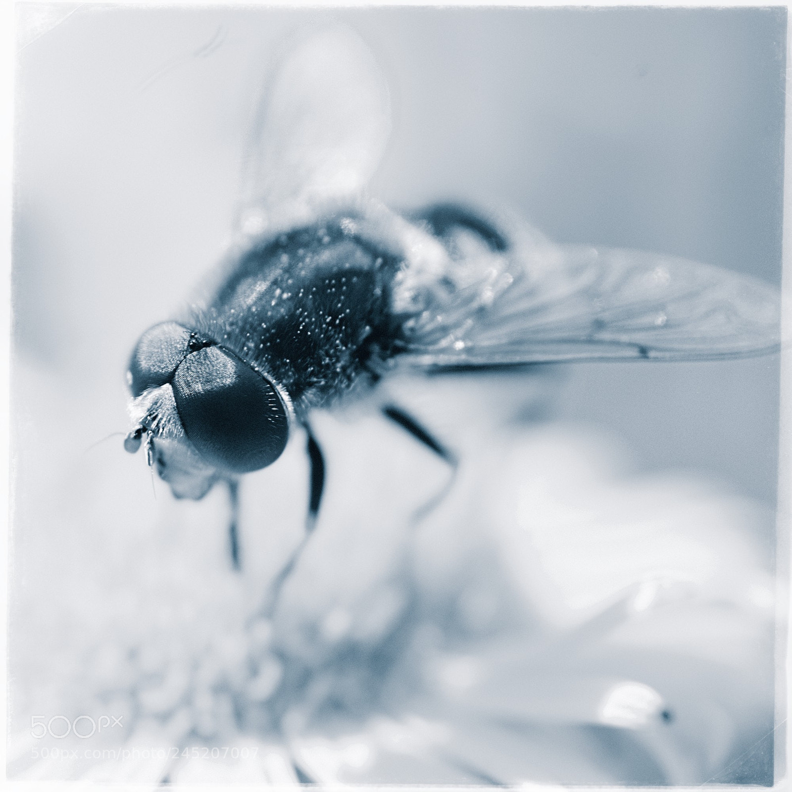 Nikon D50 sample photo. Hover fly photography