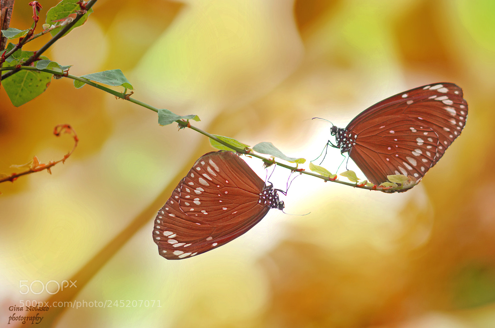 Nikon D3200 sample photo. Bluecrow butterflies photography