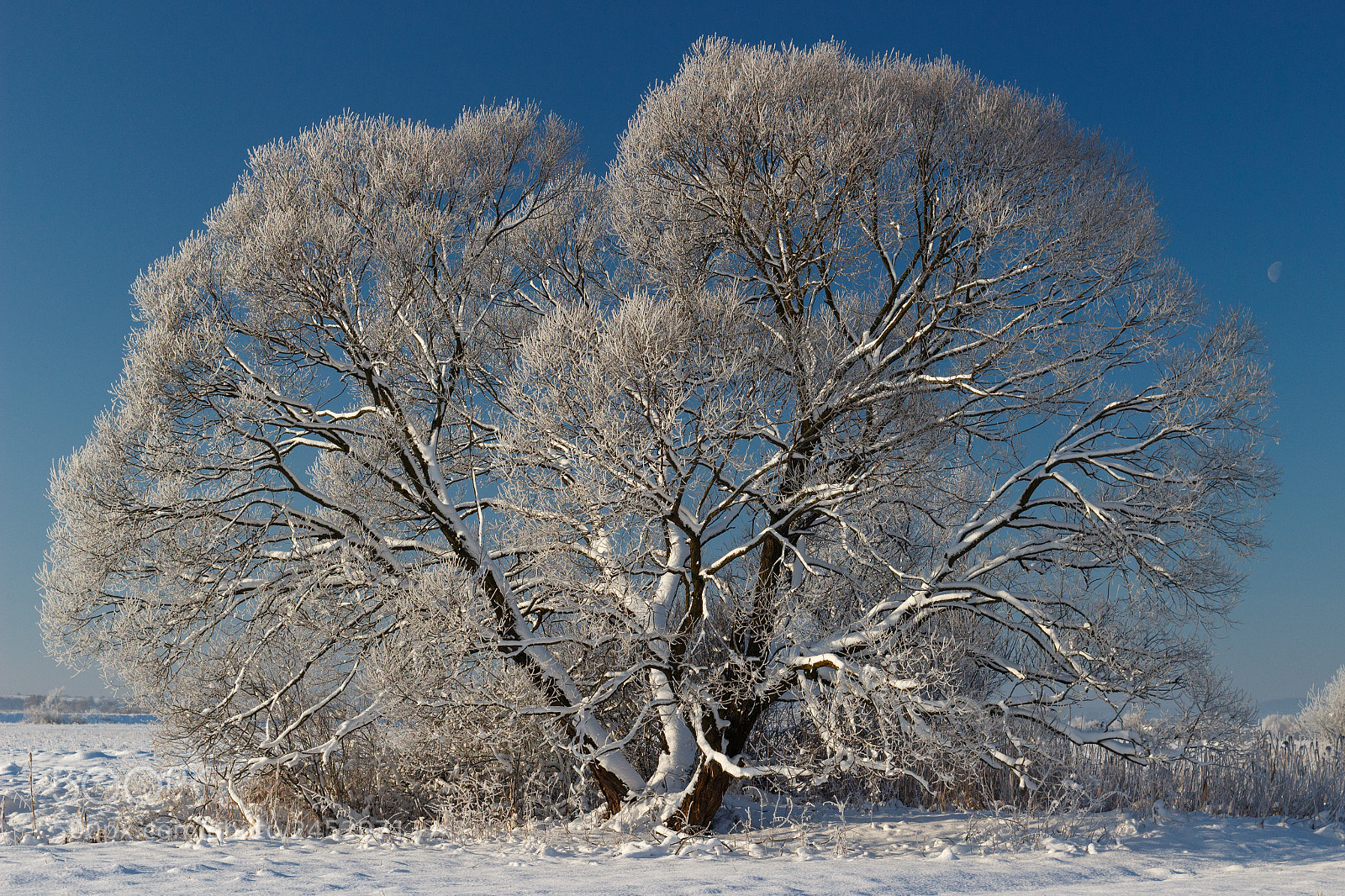 Canon EOS 100D (EOS Rebel SL1 / EOS Kiss X7) sample photo. Winter tree photography