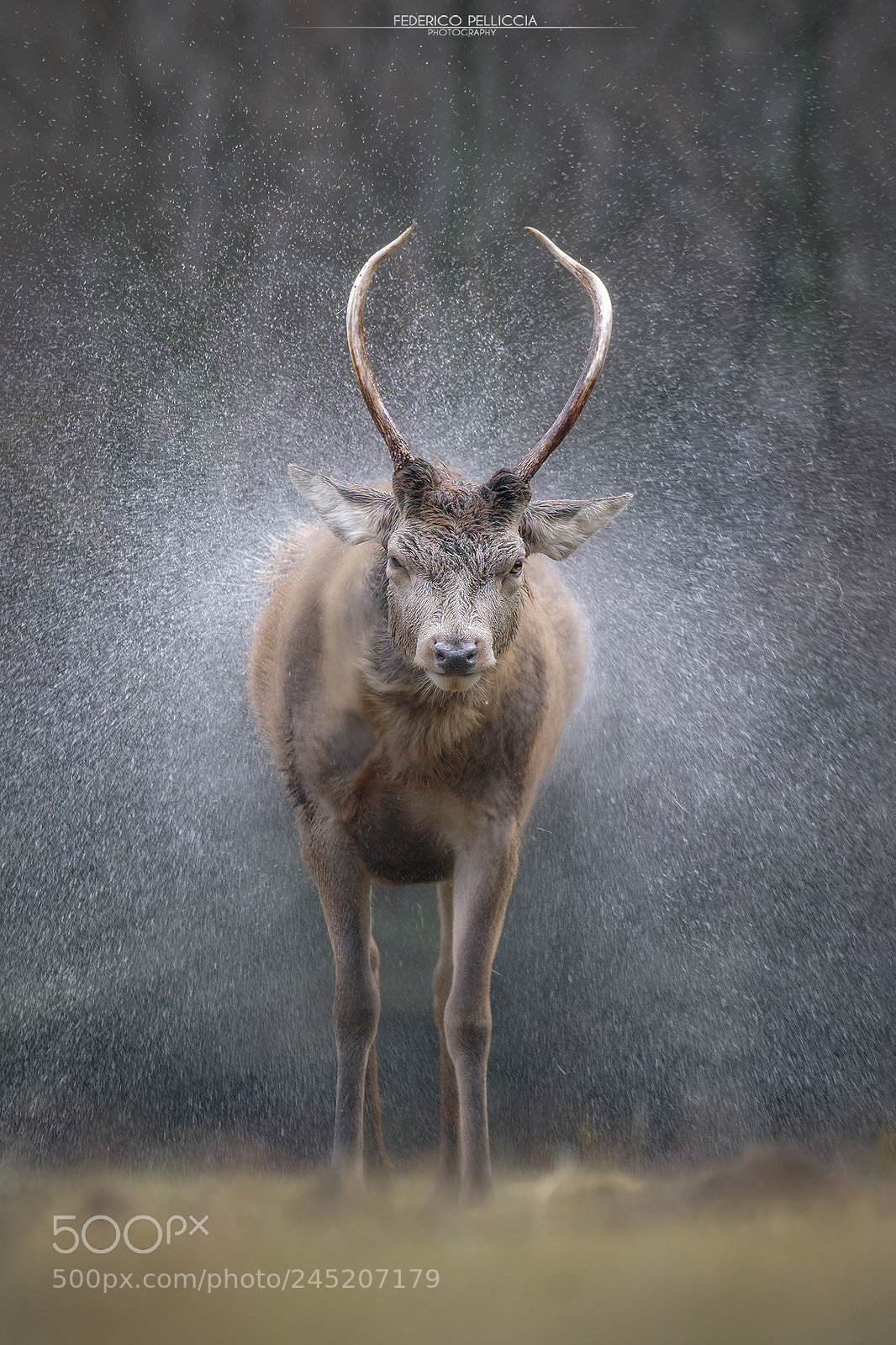 Canon EOS 7D Mark II sample photo. Water games (young deer) photography