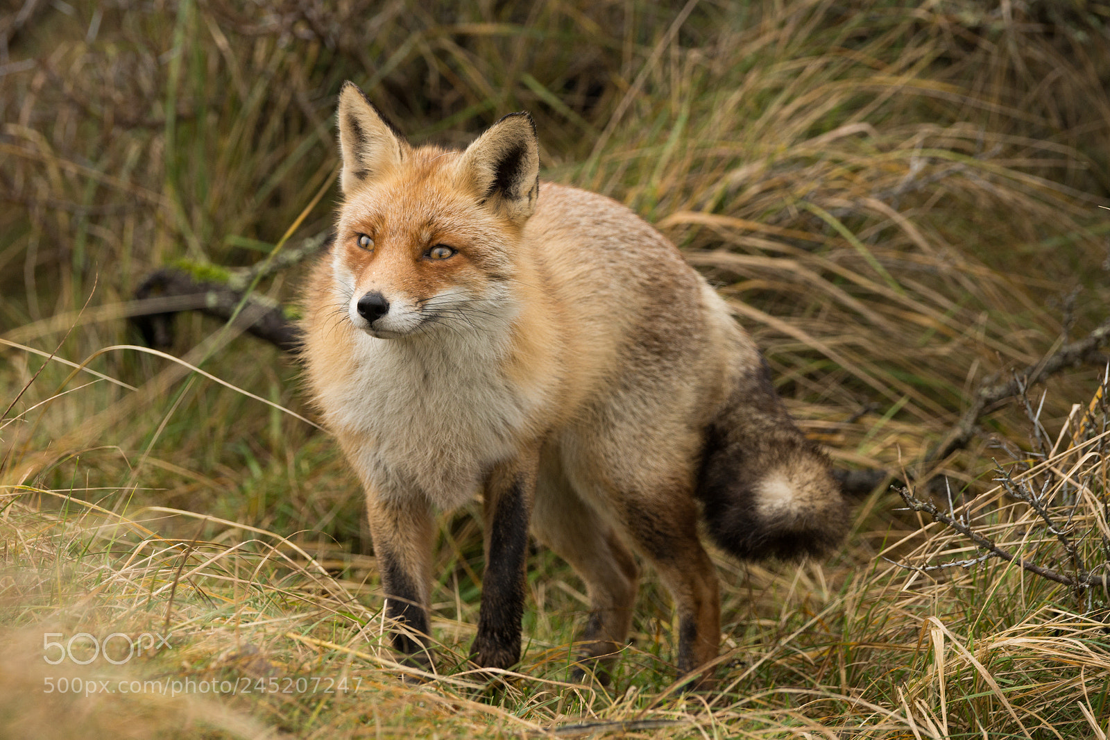 Sony SLT-A99V sample photo. Fox photography