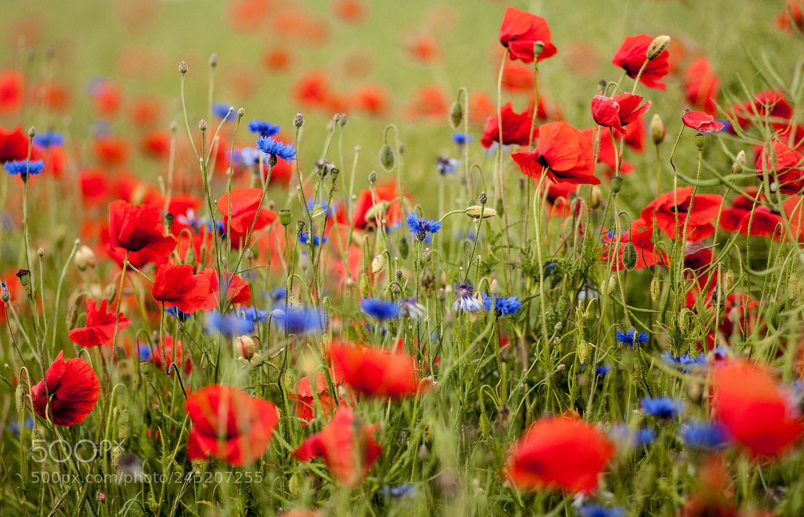 Canon EOS 450D (EOS Rebel XSi / EOS Kiss X2) sample photo. Poppy field photography