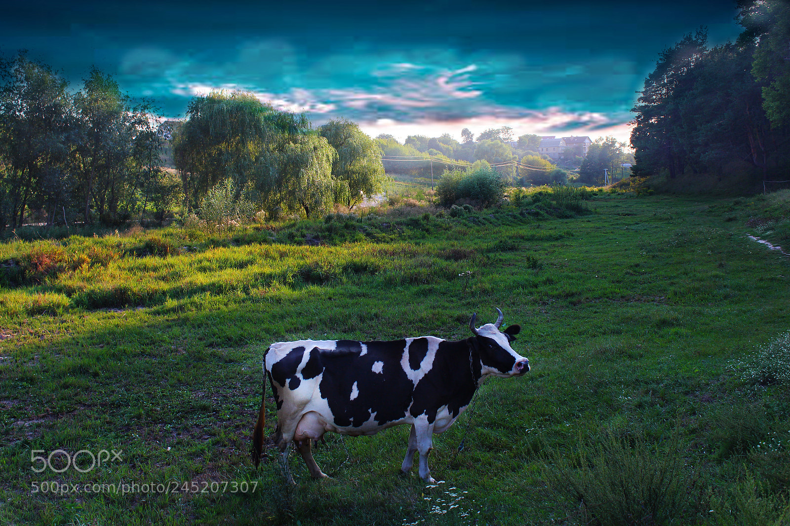 Canon EOS 650D (EOS Rebel T4i / EOS Kiss X6i) sample photo. Cow photography