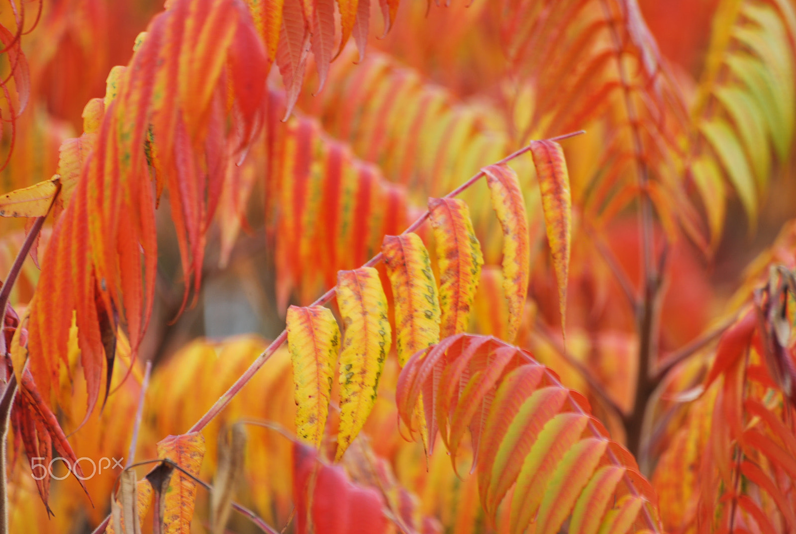Sigma 70-300mm F4-5.6 APO DG Macro sample photo. Flames photography