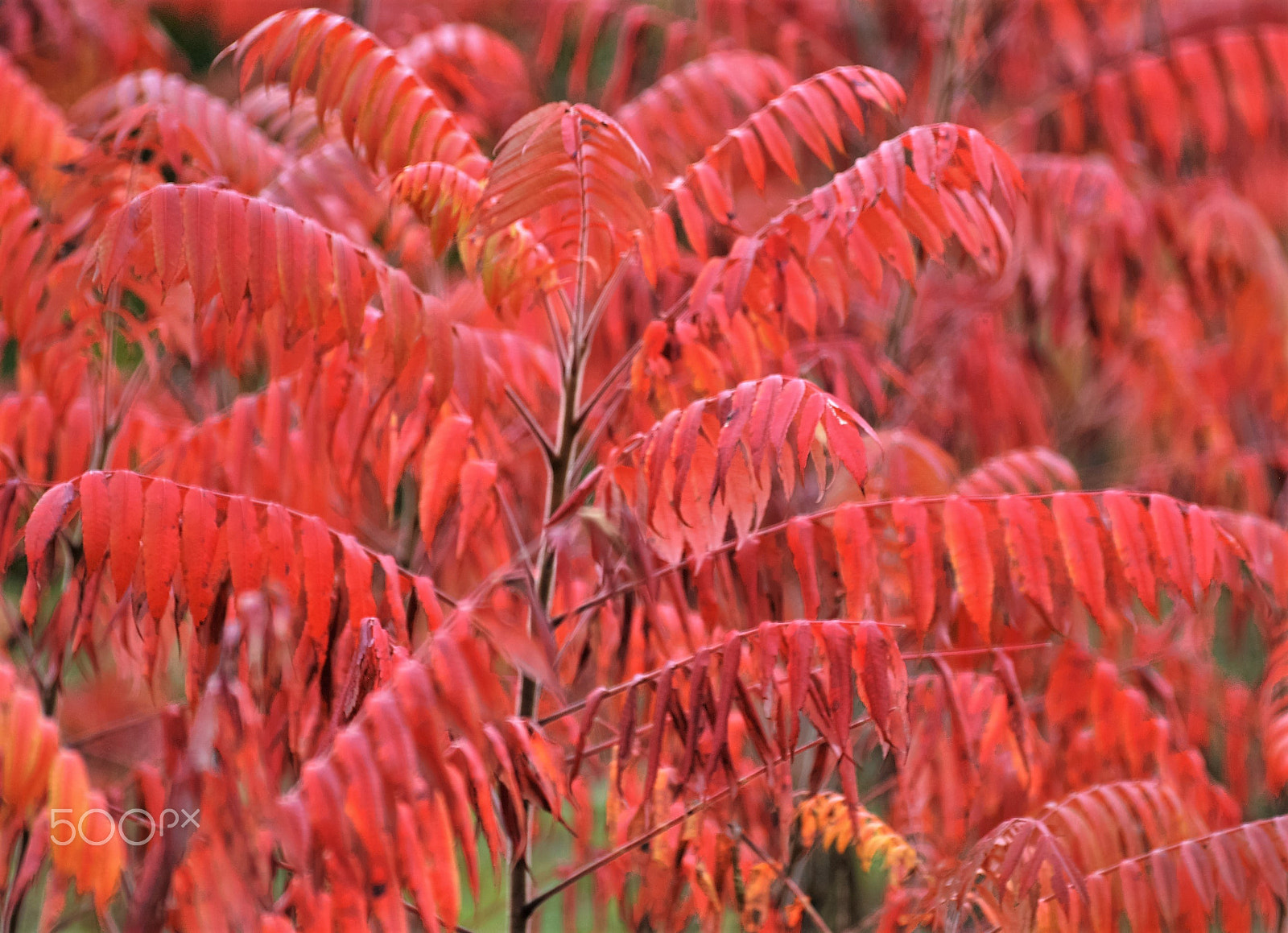 Sigma 70-300mm F4-5.6 APO DG Macro sample photo