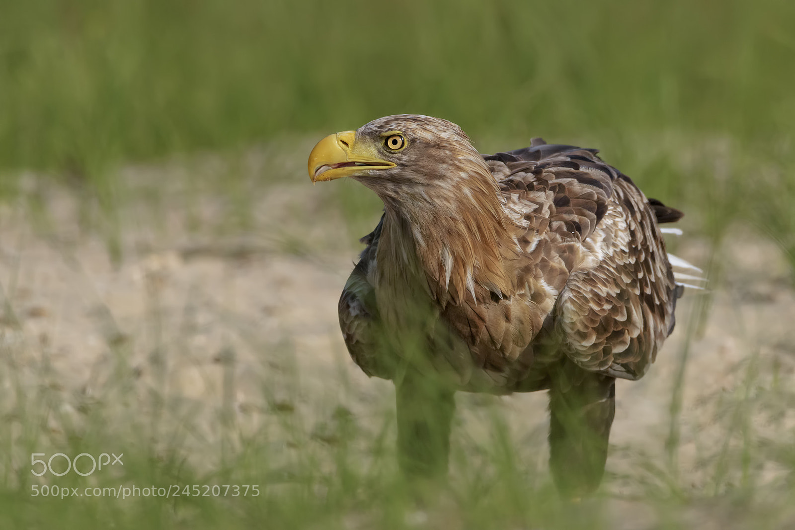 Nikon D810 sample photo. White-tailed eagle photography