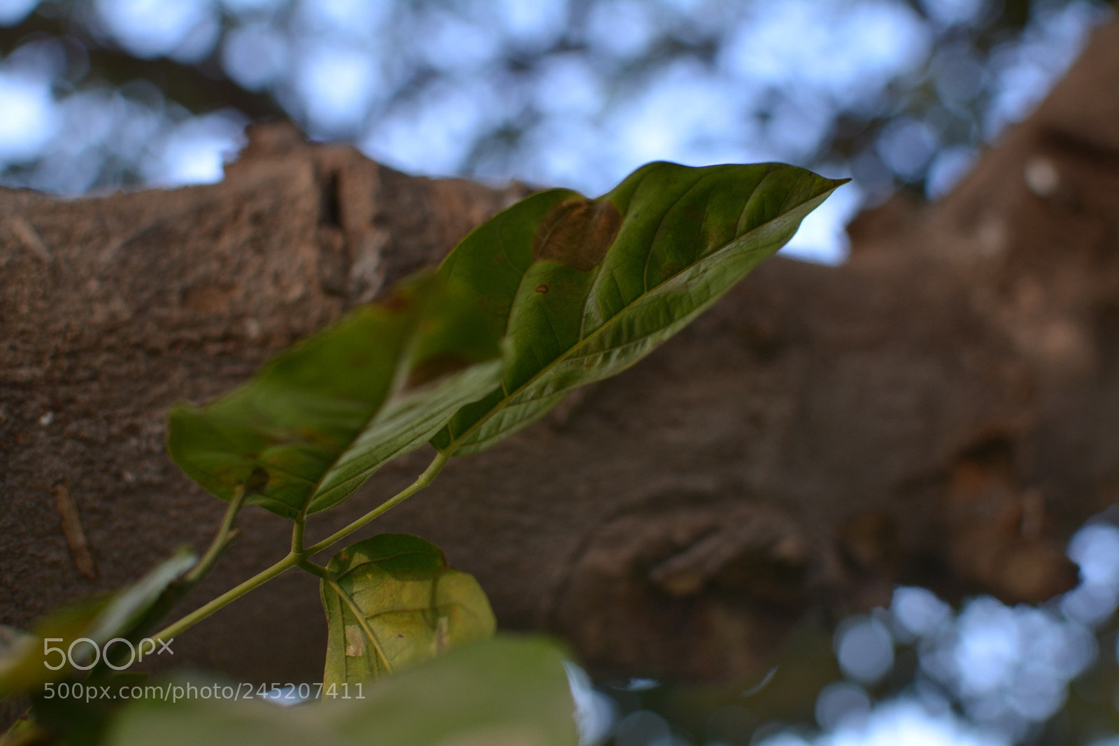 Nikon D7100 sample photo. Untitled photography