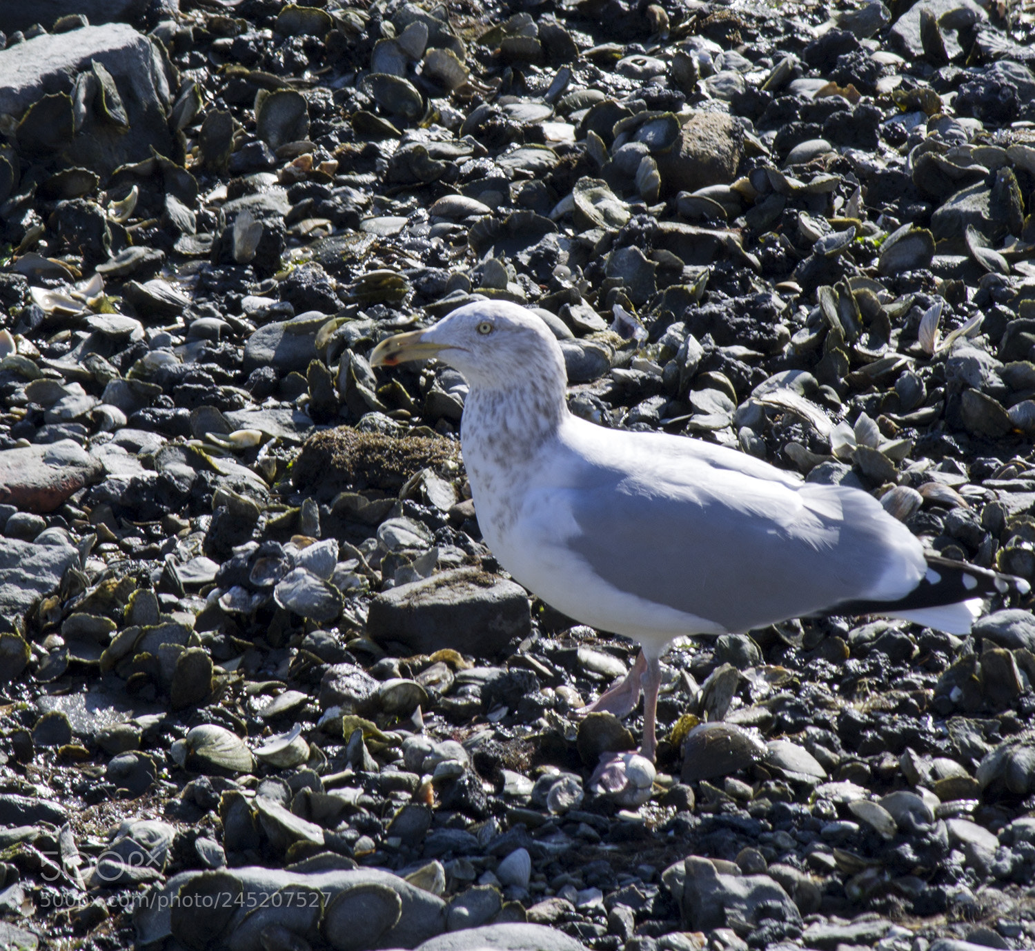 Canon EOS 1100D (EOS Rebel T3 / EOS Kiss X50) sample photo. Seagull photography
