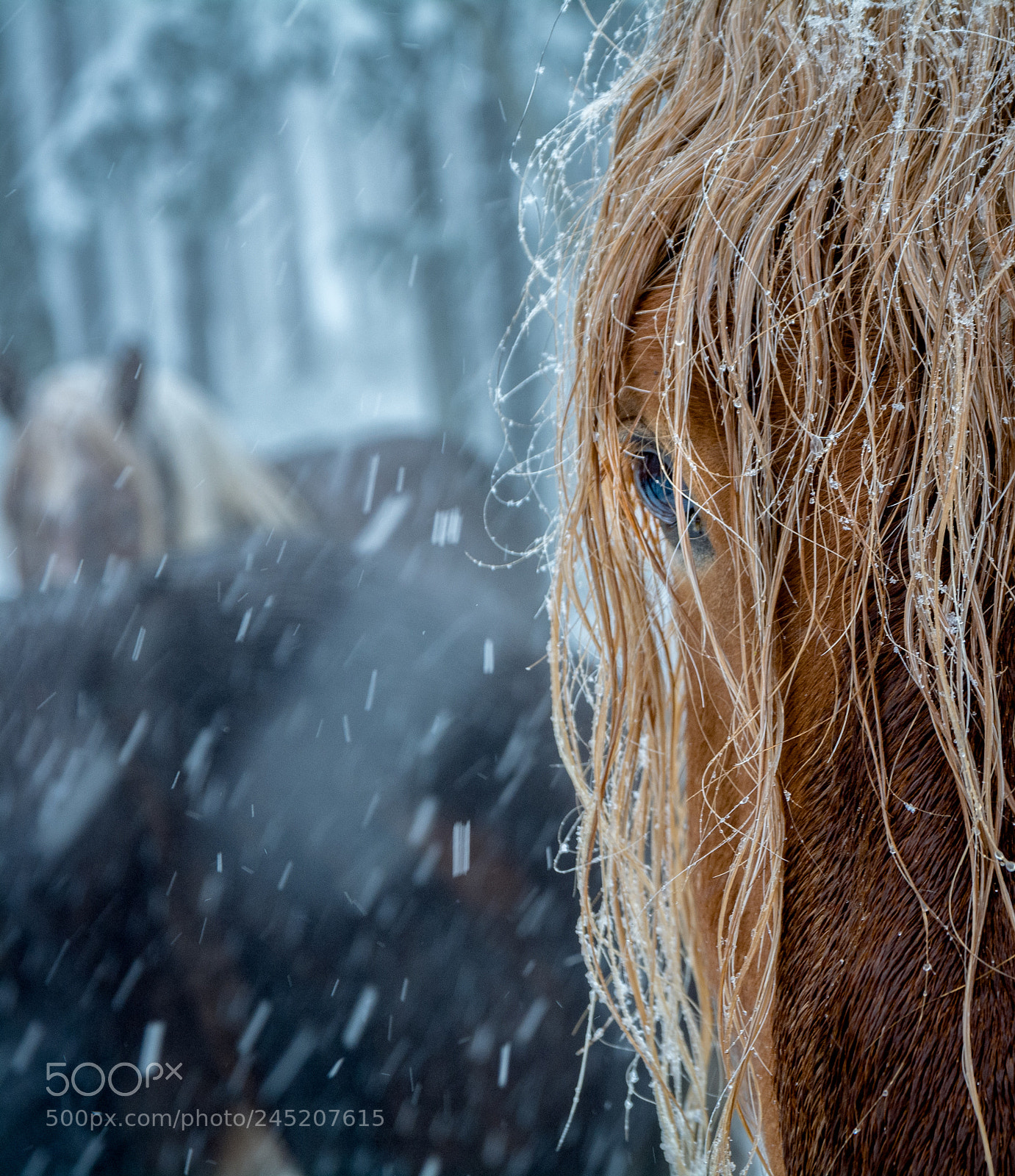 Nikon D5200 sample photo. Wild horse in a photography