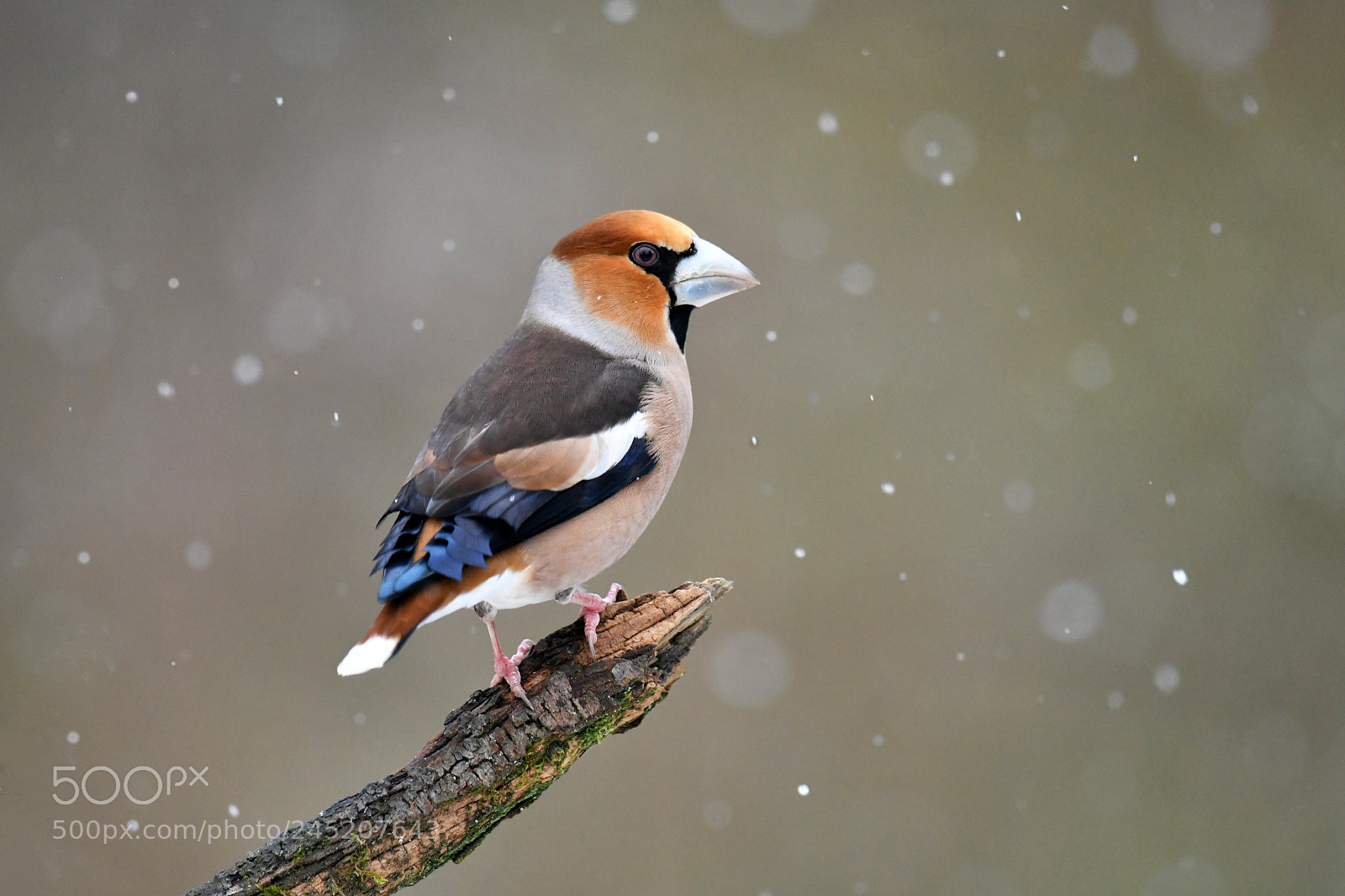 Nikon D500 sample photo. Hawfinch photography