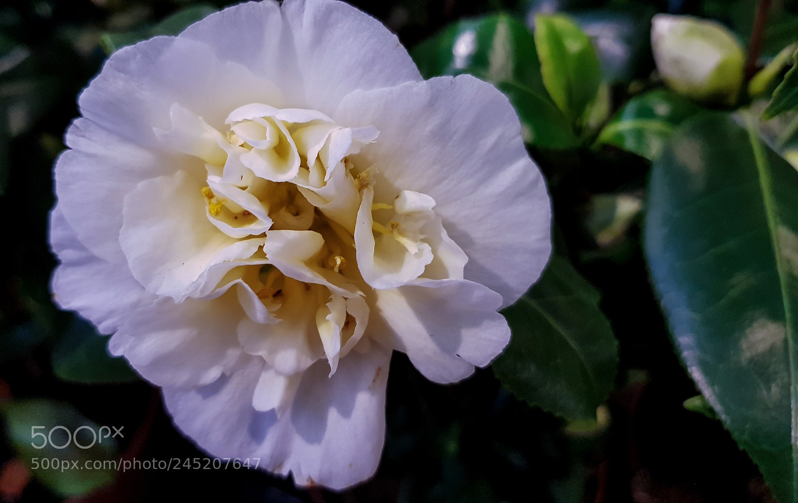 Samsung Galaxy S8 sample photo. A white camelia, lat photography