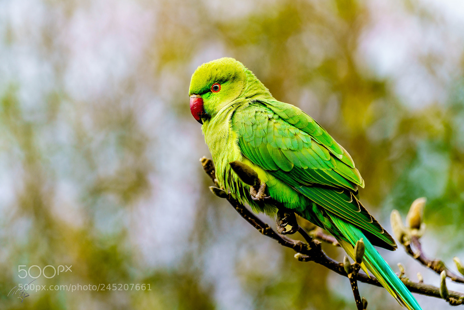 Sony a7R II sample photo. Parakeets feb photography