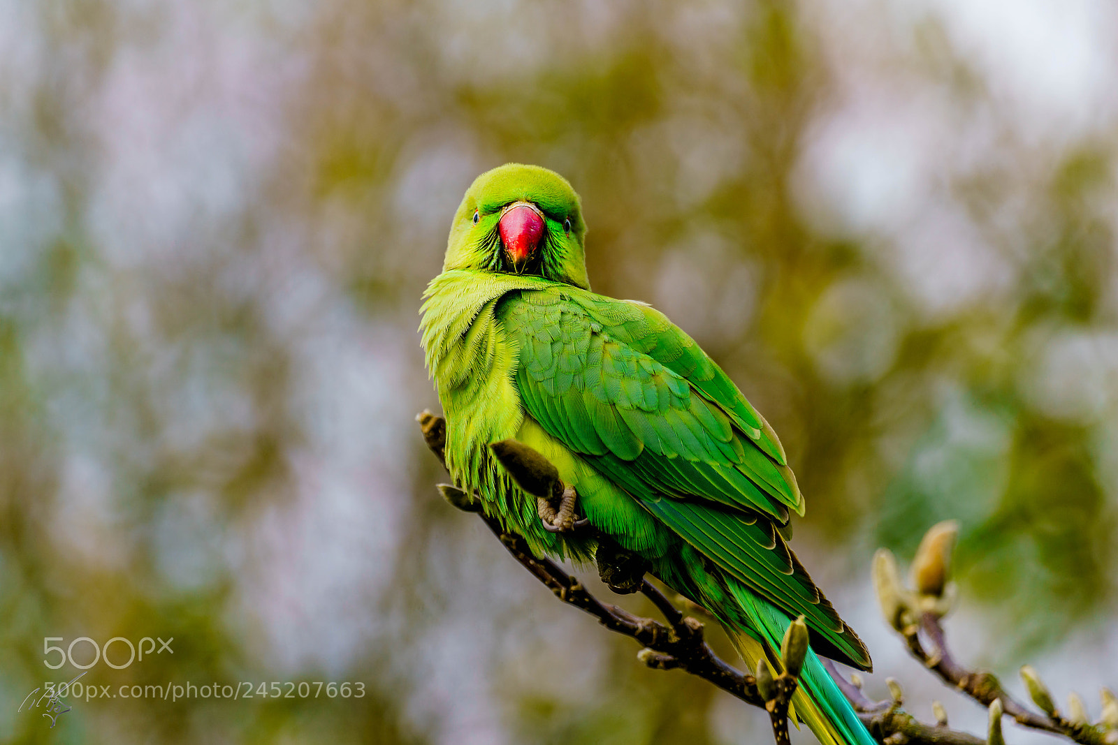 Sony a7R II sample photo. Parakeets feb photography