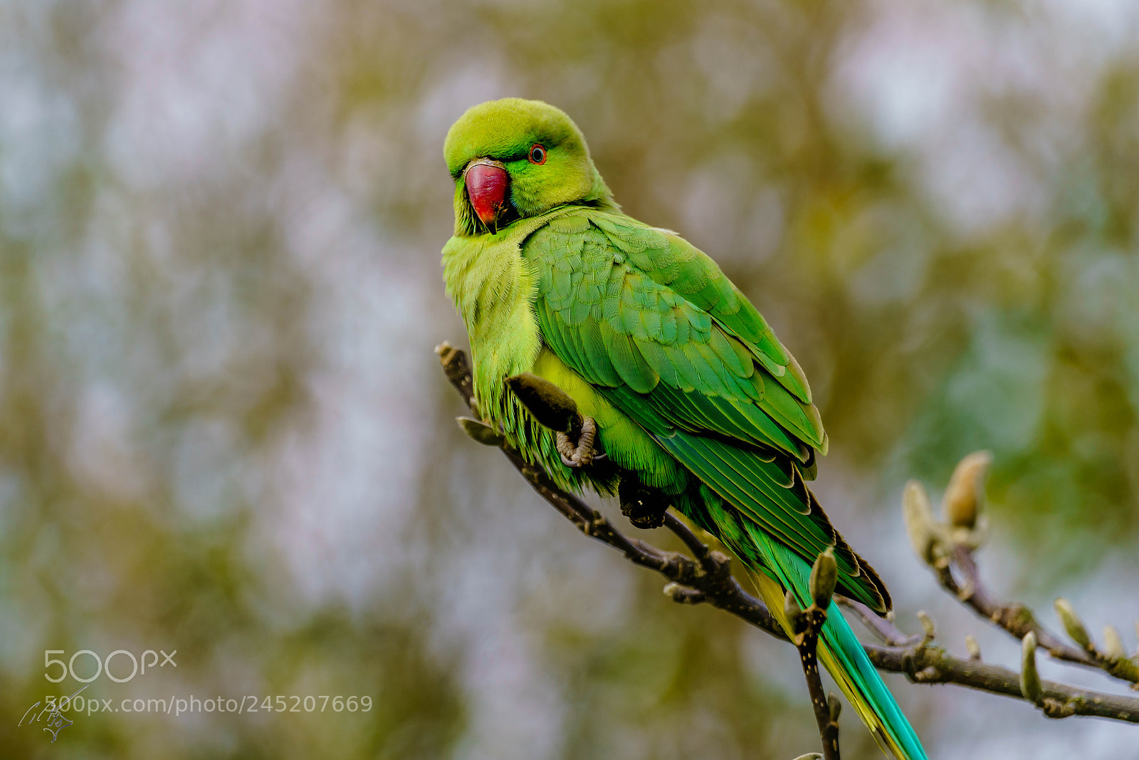Sony a7R II sample photo. Parakeets feb photography