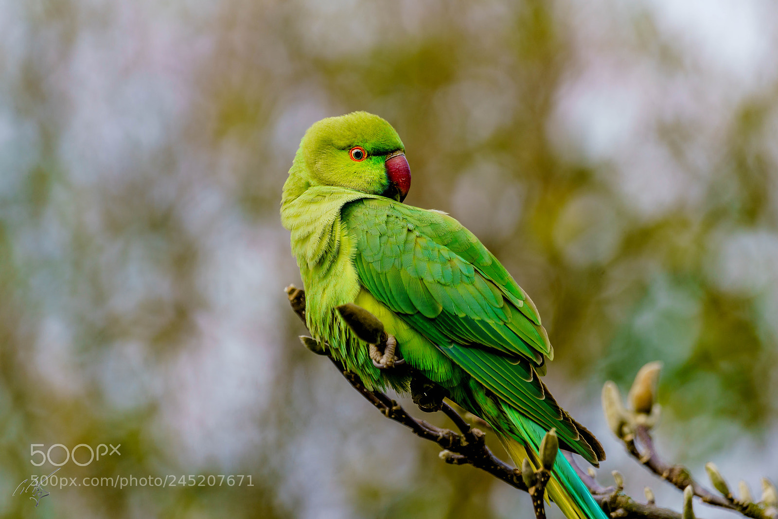 Sony a7R II sample photo. Parakeets feb photography