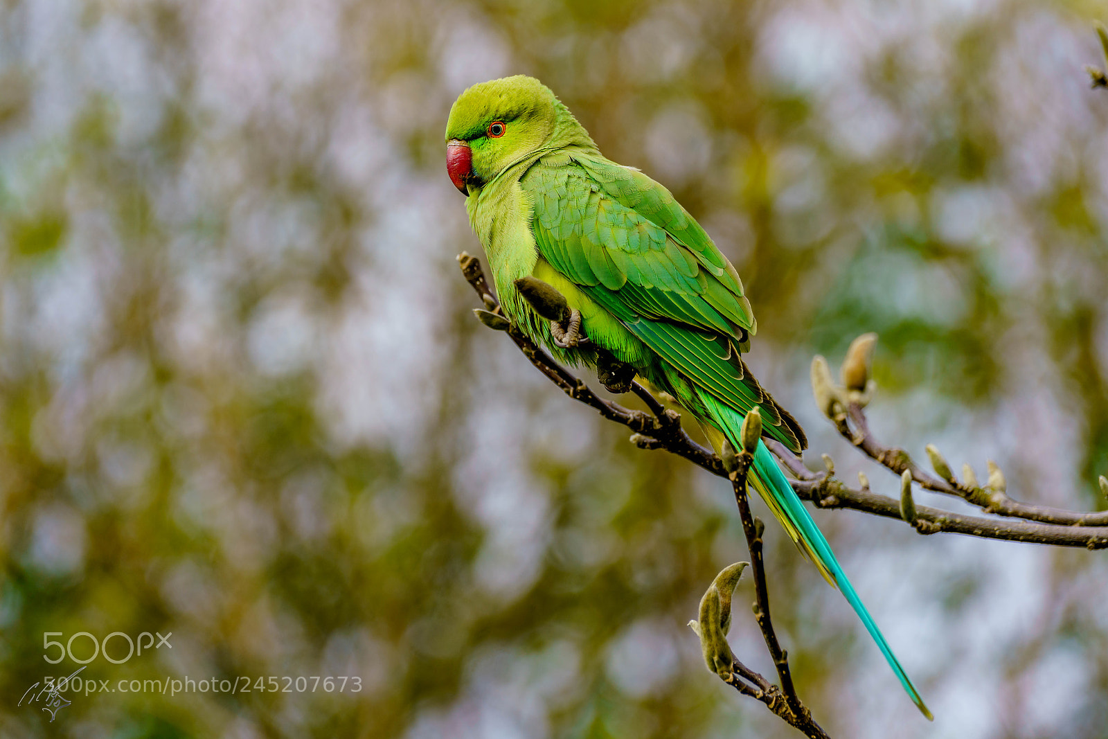 Sony a7R II sample photo. Parakeets feb photography