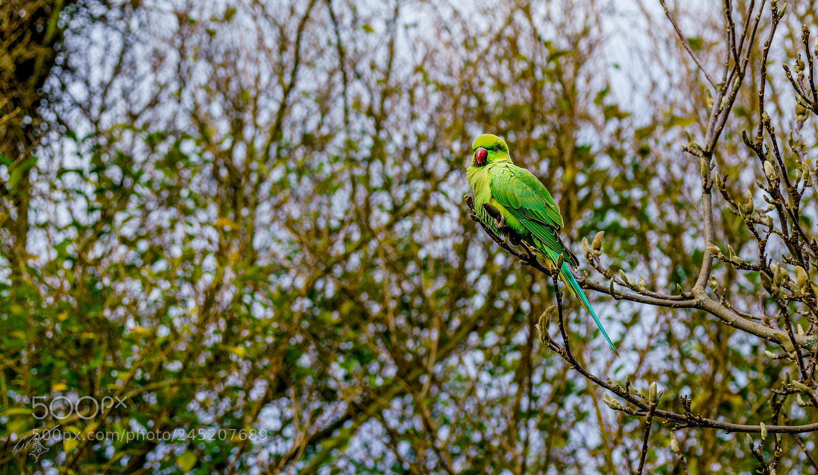 Sony a7R II sample photo. Parakeets feb photography