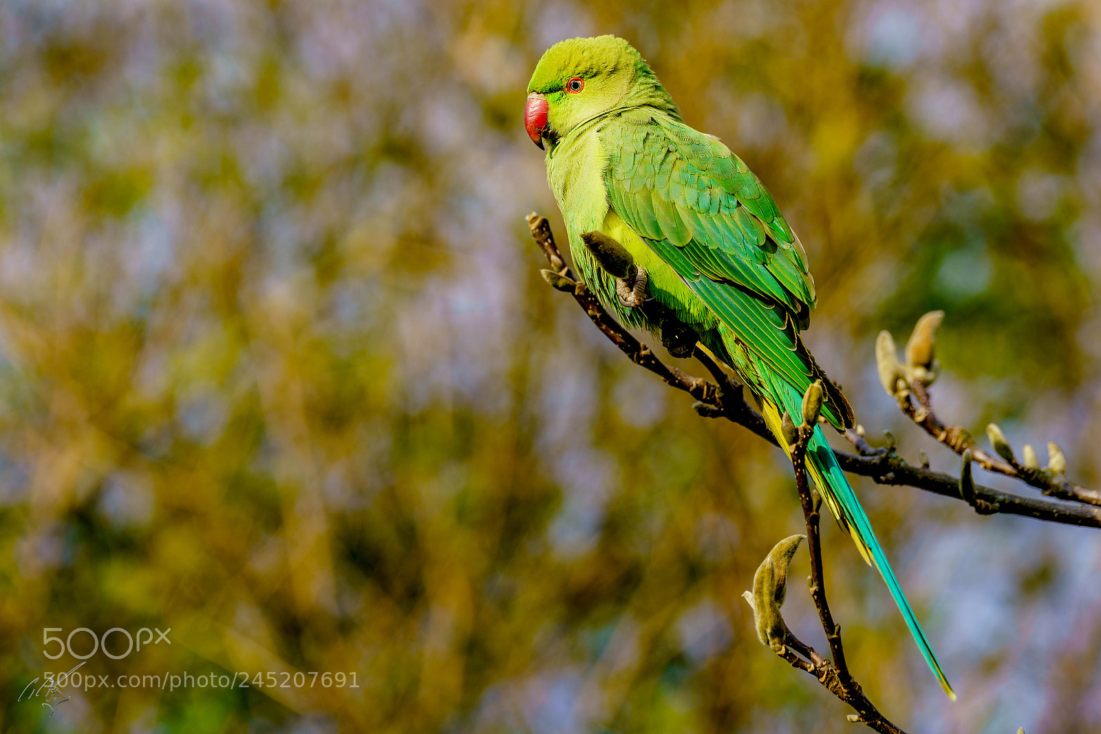 Sony a7R II sample photo. Parakeets feb photography
