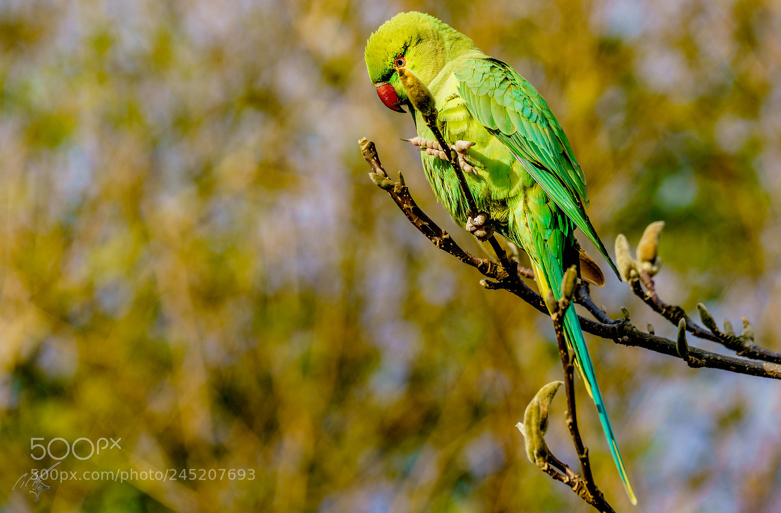 Sony a7R II sample photo. Parakeets feb photography
