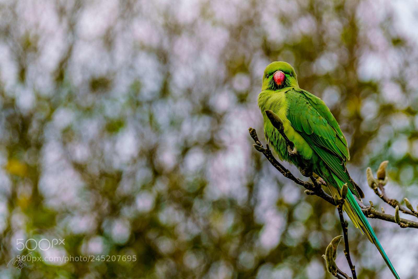 Sony a7R II sample photo. Parakeets feb photography