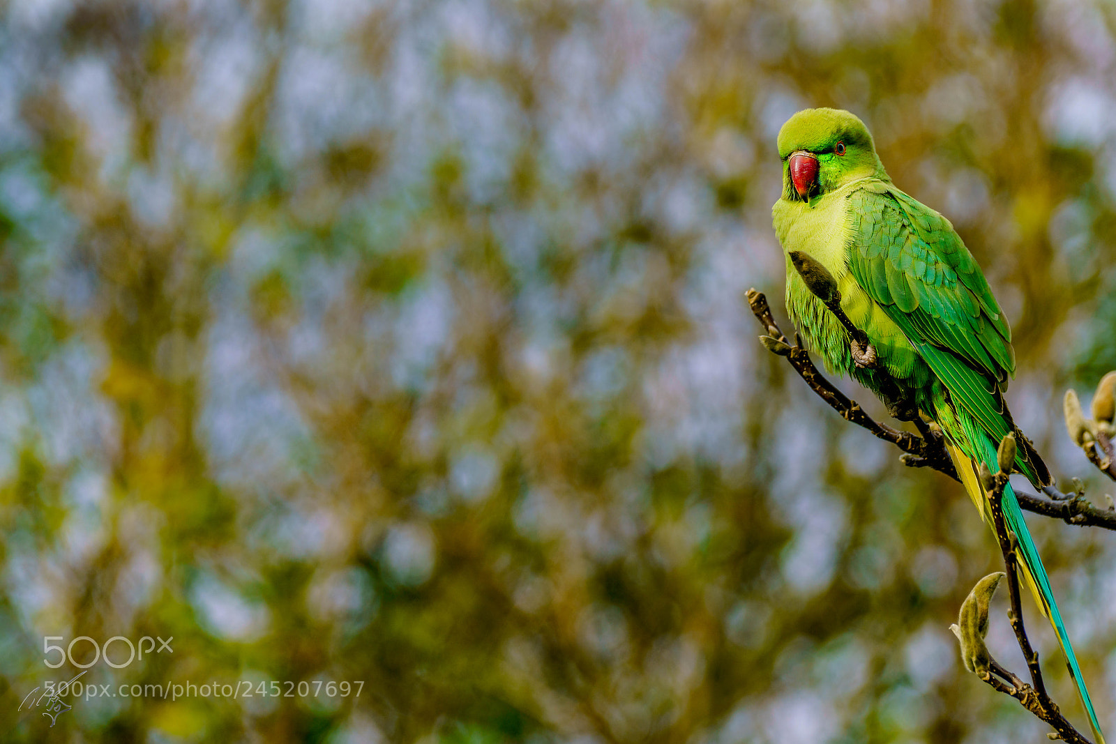 Sony a7R II sample photo. Parakeets feb photography