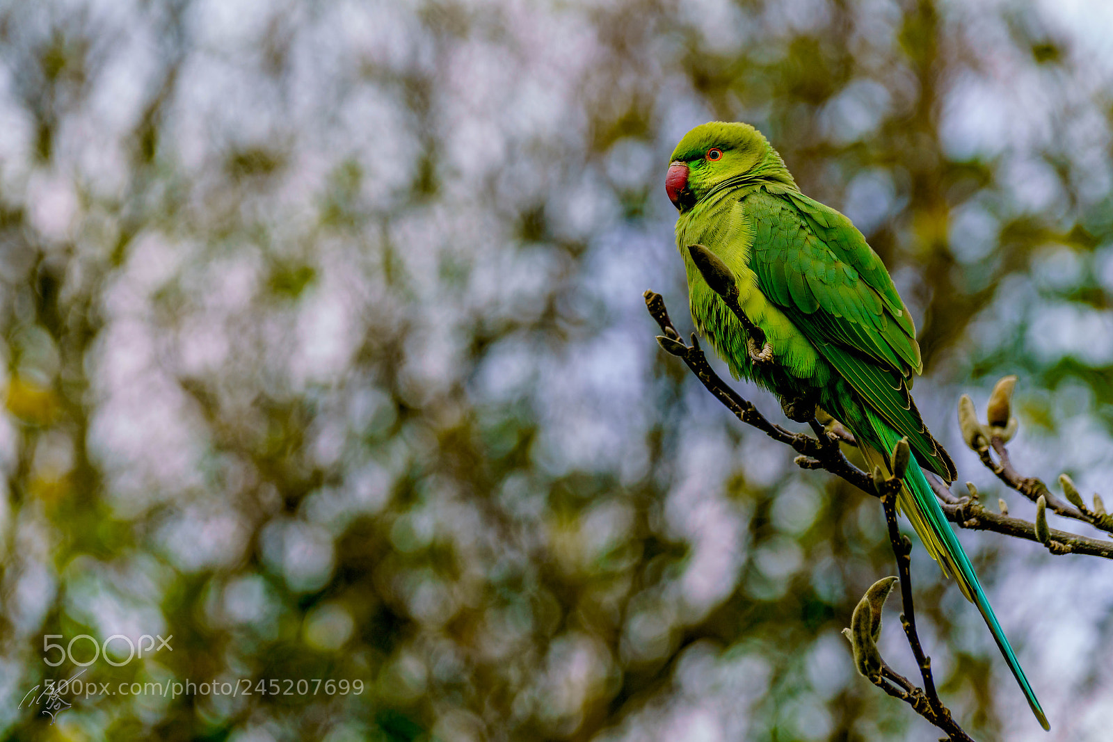 Sony a7R II sample photo. Parakeets feb photography