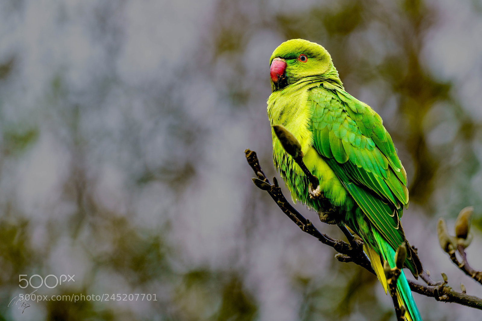 Sony a7R II sample photo. Parakeets feb photography