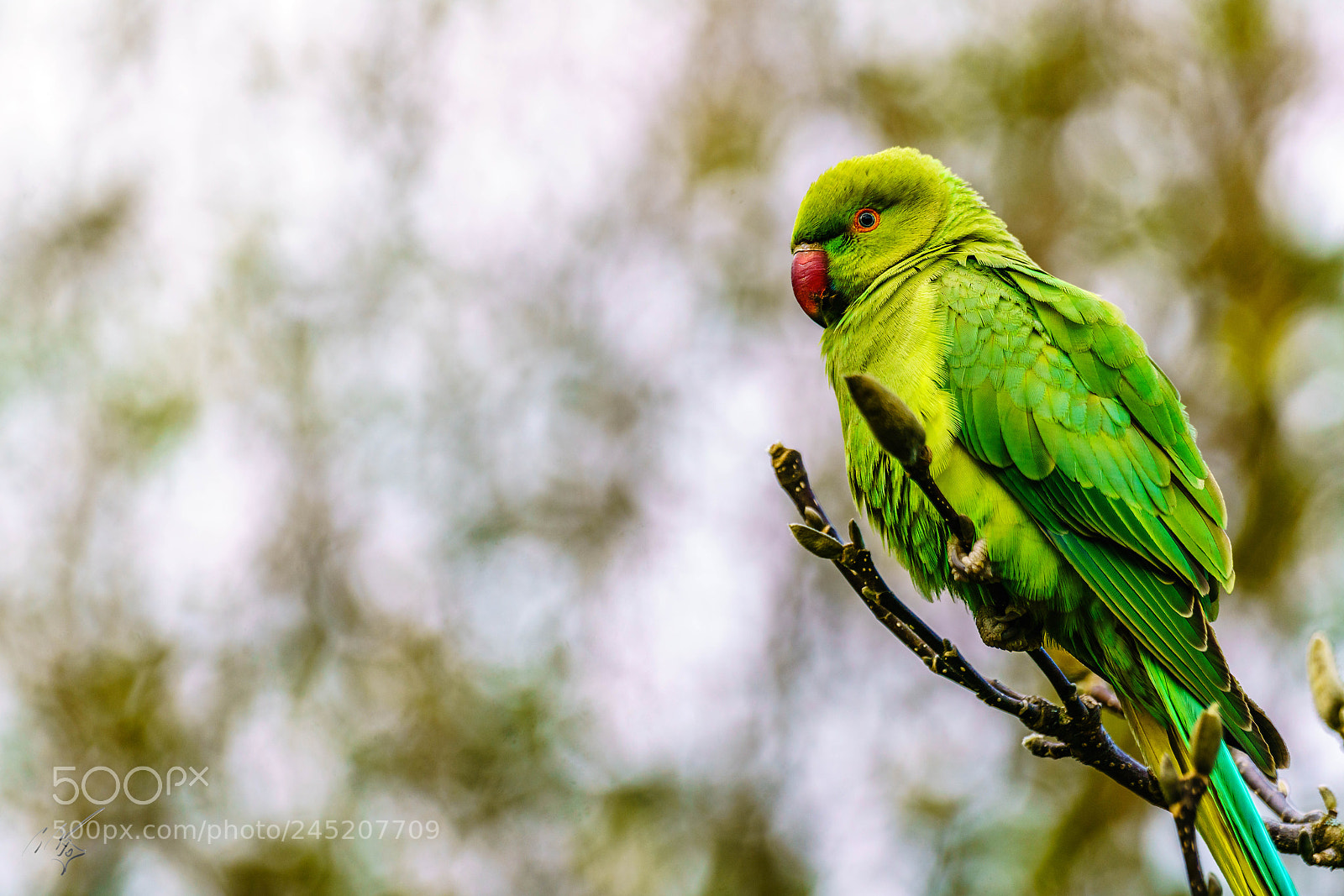 Sony a7R II sample photo. Parakeets feb photography