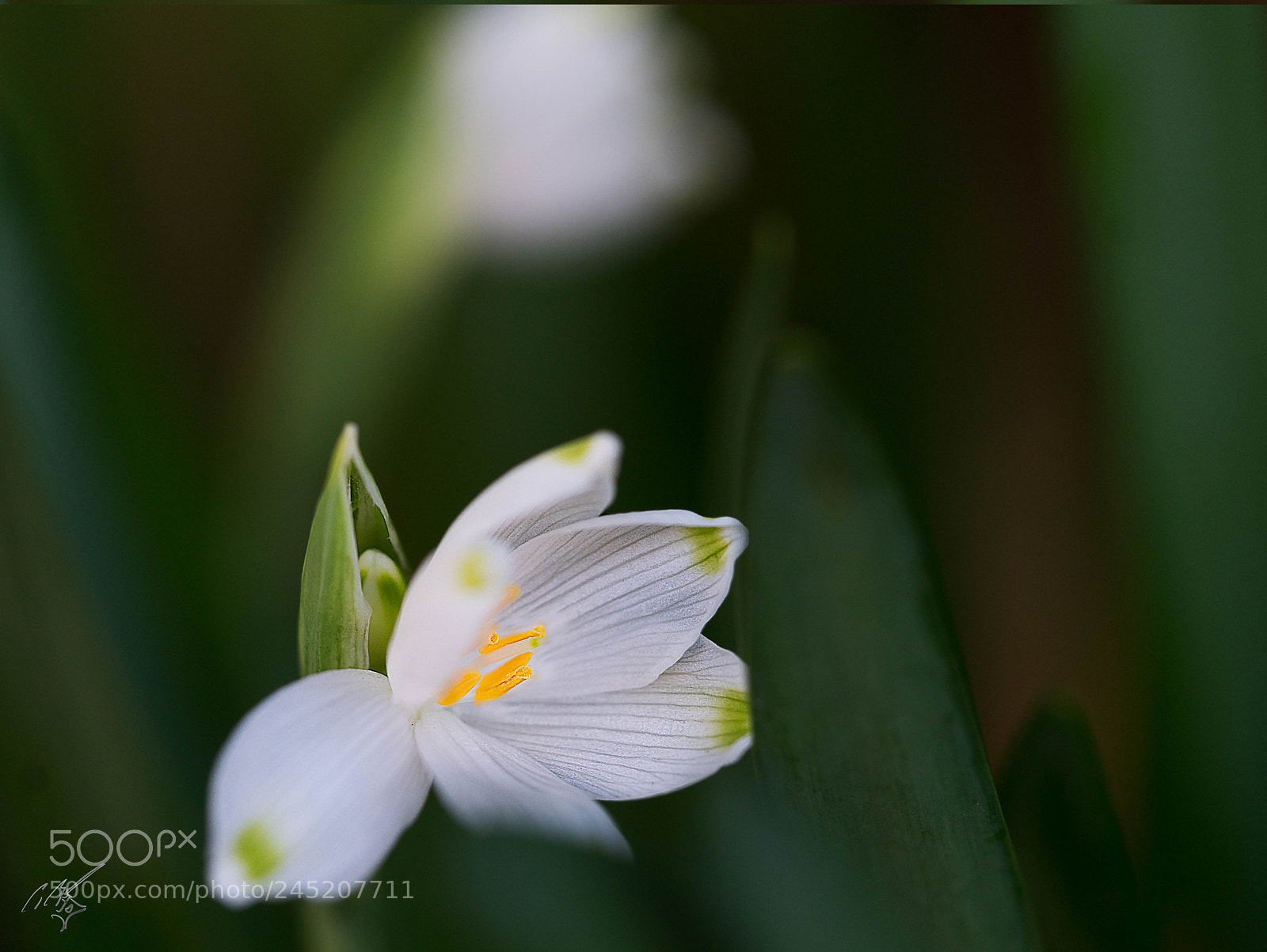 Sony a7R II sample photo. Snow drop photography