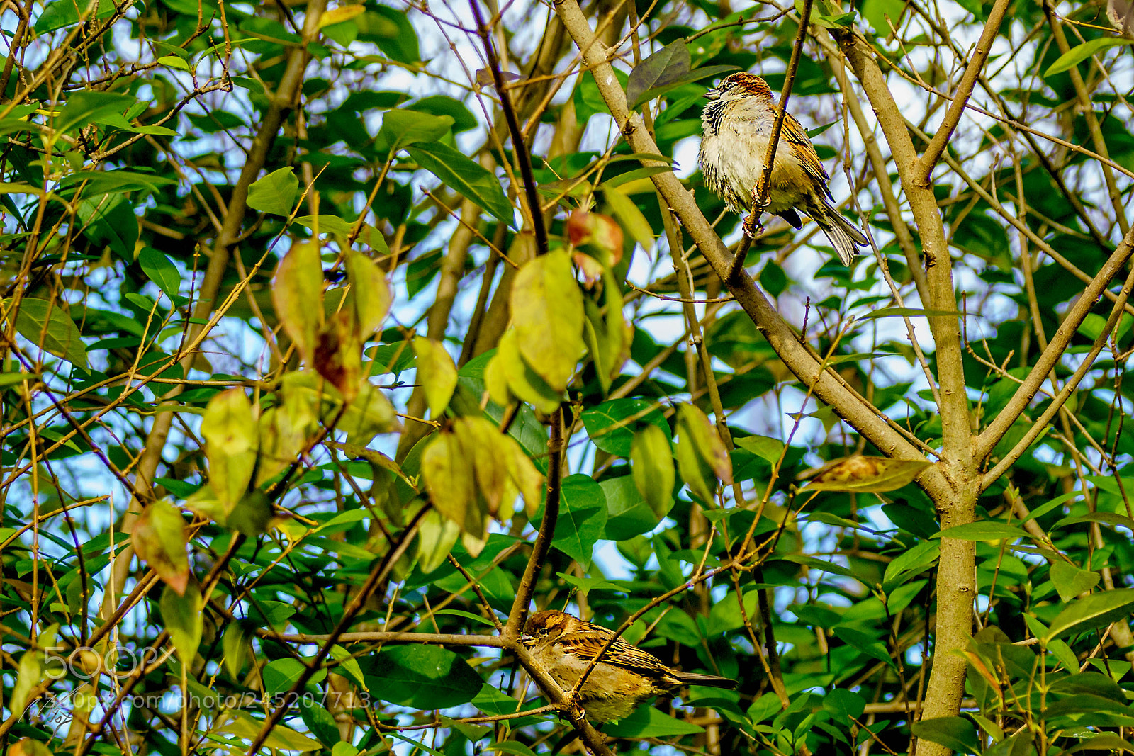 Sony a7R II sample photo. Sparrow feb photography