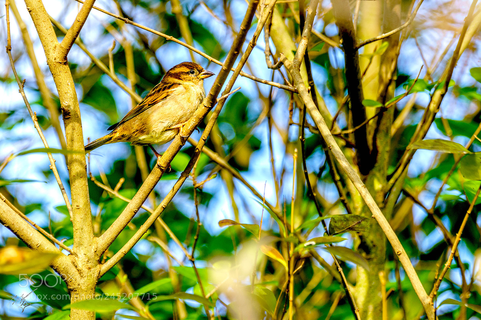 Sony a7R II sample photo. Sparrow feb photography